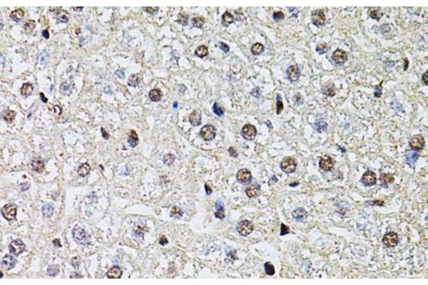 RPP29 antibody