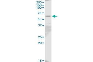 IL18R1 MaxPab polyclonal antibody. (IL18R1 antibody  (AA 1-541))