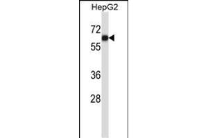 IGO1 Antibody (C-term) (ABIN657604 and ABIN2846602) western blot analysis in HepG2 cell line lysates (35 μg/lane). (AMIGO1 antibody  (C-Term))