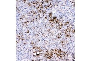 anti-Glutathione S-Transferase alpha 1 (GSTA1) (AA 2-222) antibody