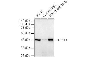 Immunoprecipitation analysis of 300 μg extracts of Raji cells using 3 μg HRH3 antibody (ABIN7267661). (HRH3 antibody)