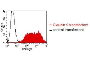 . BOSC23 cells were transiently transfected with an expression vector encoding either Claudin 9 (red curve) or an irrelevant protein (control transfectant). Binding of YD-4E9 was detected with a PE conjugated secondary antibody. A positive signal was obtained only with Claudin 9 transfected cells.
