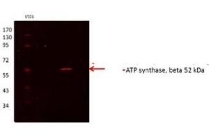 ATP5B antibody - N-terminal region  validated by WB using Proximal kidney tubules purfied from cortex at 1:1000. (ATP5B antibody  (N-Term))