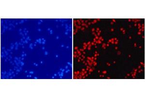 Immunofluorescence analysis of 293T cells using DiMethyl-Histone H4-K20 Polyclonal Antibody (Histone H4 antibody  (2meLys20))