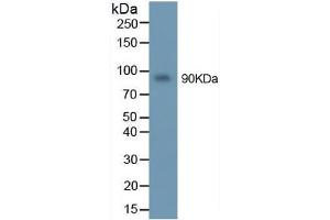 Mouse Capture antibody from the kit in WB with Positive Control: U937 cell lysate. (MMP 9 ELISA Kit)
