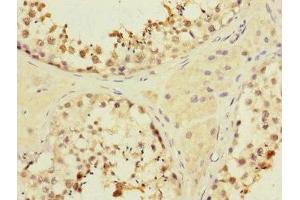 Immunohistochemistry of paraffin-embedded human testis tissue using ABIN7160377 at dilution of 1:100 (MYBL1 antibody  (AA 503-752))