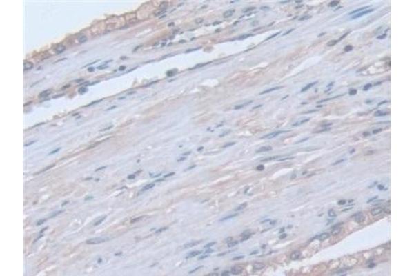 SNAP23 antibody  (AA 1-211)
