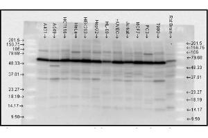 Western blot analysis of Hsp70 using the detection antibody. (HSP70 ELISA Kit)