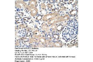 Rabbit Anti-EXOSC7 Antibody  Paraffin Embedded Tissue: Human Kidney Cellular Data: Epithelial cells of renal tubule Antibody Concentration: 4. (EXOSC7 antibody  (N-Term))