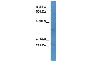 WB Suggested Anti-OR2J2 Antibody Titration: 0. (OR2J2 antibody  (C-Term))