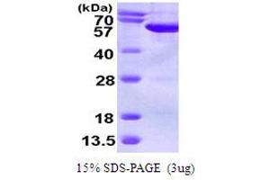 SDS-PAGE (SDS) image for Septin 6 (SEPT6) (AA 1-434) protein (His tag) (ABIN667584)