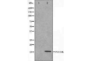 Western blot analysis on HeLa cell lysate using p15 INK Antibody.