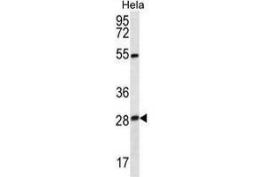 TSN Antibody (Center) western blot analysis in Hela cell line lysates (35 µg/lane). (Translin antibody  (Middle Region))