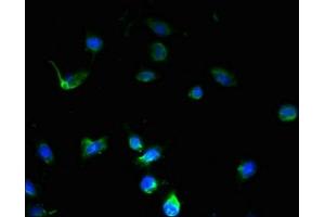 Immunofluorescent analysis of U251 cells using ABIN7168953 at dilution of 1:100 and Alexa Fluor 488-congugated AffiniPure Goat Anti-Rabbit IgG(H+L) (C7orf45 antibody  (AA 56-244))