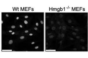 Image no. 4 for anti-High Mobility Group Box 1 (HMGB1) antibody (ABIN1176834)