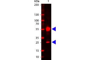 Human IgG (H&L) Antibody 680 Conjugated - Western Blot. (Goat anti-Human IgG (Heavy & Light Chain) Antibody (DyLight 680) - Preadsorbed)