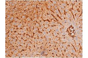 ABIN6267578 at 1/200 staining Mouse liver tissue sections by IHC-P. (FOXO4 antibody  (pThr451))