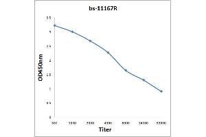 Antigen: 0. (SLC17A7 antibody)