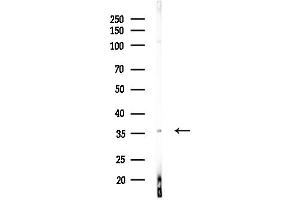 Western blot analysis of lysates from MDA-MB-231 cells(heat-shock,45 min treatment), using PTGR1 Antibody at 1/1000 dilution.