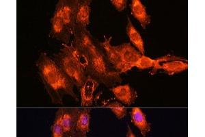 Immunofluorescence analysis of C6 cells using FSTL1 Polyclonal Antibody at dilution of 1:100. (FSTL1 antibody)