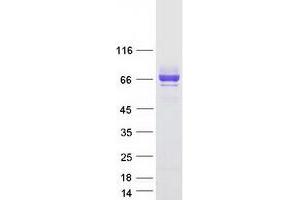 Validation with Western Blot (SIRPA Protein (Transcript Variant 2) (Myc-DYKDDDDK Tag))