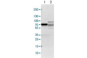 Western blot analysis of Lane 1: NIH-3T3 cell lysate (Mouse embryonic fibroblast cells), Lane 2: NBT-II cell lysate (Rat Wistar bladder tumour cells) with DPYSL2 polyclonal antibody  at 1:100-1:500 dilution.