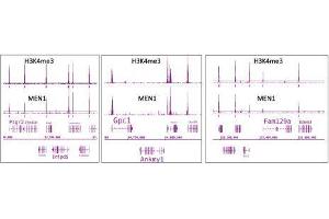 Menin antibody (pAb) tested by ChIP-Seq. (Menin antibody  (C-Term))