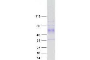 Validation with Western Blot (MORG1 Protein (Transcript Variant 1) (Myc-DYKDDDDK Tag))