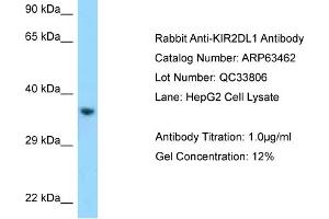 Western Blotting (WB) image for anti-Killer Cell Immunoglobulin-Like Receptor, Two Domains, Long Cytoplasmic Tail, 1 (KIR2DL1) (C-Term) antibody (ABIN2789507) (KIR2DL1 antibody  (C-Term))