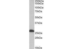 AP21283PU-N ETFB antibody staining of Human Liver lysate at 0. (ETFB antibody  (Internal Region))