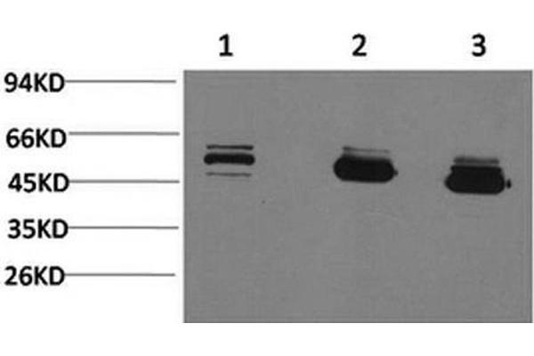 MICU1 antibody