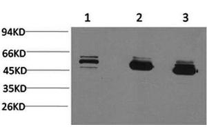 Western Blot analysis of 1) MCF7, 2) Mouse brain, 3) Rat brain with MICU1 Monoclonal Antibody. (MICU1 antibody)