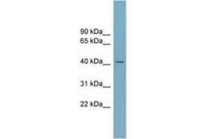 SLC30A8 antibody  (AA 107-156)