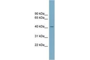 Image no. 1 for anti-Solute Carrier Family 30 (Zinc Transporter), Member 8 (SLC30A8) (AA 107-156) antibody (ABIN6743466) (SLC30A8 antibody  (AA 107-156))