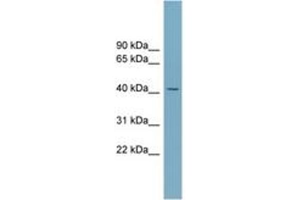 SLC30A8 antibody  (AA 107-156)