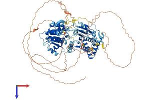 AlphaFold protein structure predicition of Human Recombinant DDX31 Protein, UniprotID Q9H8H2 (DDX31 Protein (AA 1-851) (His tag))