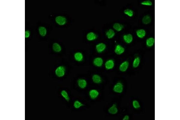 MYO18B antibody  (AA 370-512)