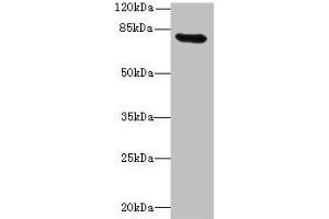 Western blot All lanes: RAD17 antibody at 12 μg/mL + Mouse thymus tissue Secondary Goat polyclonal to rabbit IgG at 1/10000 dilution Predicted band size: 78, 76, 58, 67 kDa Observed band size: 78 kDa (RAD17 antibody  (AA 1-270))
