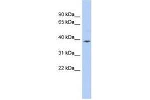 Image no. 1 for anti-Apolipoprotein L, 6 (APOL6) (AA 107-156) antibody (ABIN6742642) (APOL6 antibody  (AA 107-156))