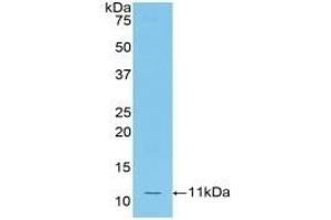 Detection of Recombinant MCP5, Mouse using Polyclonal Antibody to Monocyte Chemotactic Protein 5 (MCP5) (Ccl12 antibody  (AA 28-104))