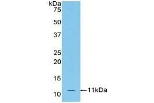 Ccl12 antibody  (AA 28-104)