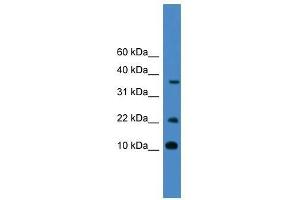 CASP4 antibody used at 0. (Caspase 4 antibody  (Middle Region))