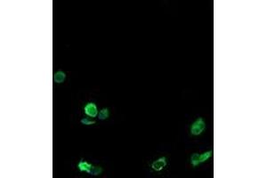 Immunofluorescence (IF) image for anti-T-cell surface glycoprotein CD1c (CD1C) antibody (ABIN2670671)