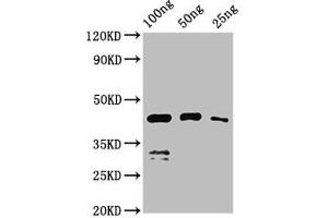 Western Blot Positive WB detected in Recombinant protein All lanes: VP1 antibody at 2. (VP1 (S1) (AA 288-369) antibody)