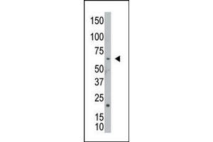 The anti-NEK8 Pab (ABIN391136 and ABIN2841257) is used in Western blot to detect NEK8 in  cell lysate. (NEK8 antibody  (N-Term))