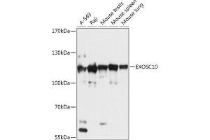 Western blot analysis of extracts of various cell lines, using EXOSC10 antibody (ABIN7267062) at 1:1000 dilution. (EXOSC10 antibody  (AA 586-885))