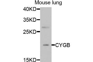 Western blot analysis of extracts of mouse lung cells, using CYGB antibody.