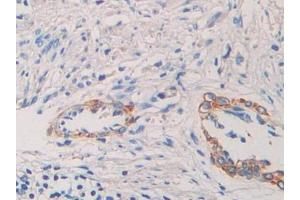 Used in DAB staining on fromalin fixed paraffin- embedded kidney tissue (NUCB2 antibody  (AA 25-104))