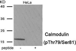 Western blot analysis of extracts from HeLa tissue using Calmodulin (Phospho-Thr79/Ser81) antibody. (Calmodulin 1 antibody  (pSer81, pThr79))