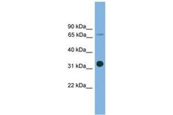 SLC5A4 antibody  (AA 431-480)